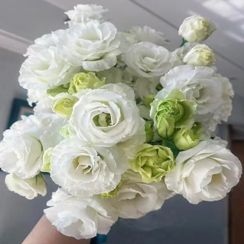 880 piezas Semillas de eustoma, Semillas de pradera de flores perennes resistentes. Lisianthus Eustoma, Semillas de pradera de abejas Pequeños regalos Plantas de interior Camas