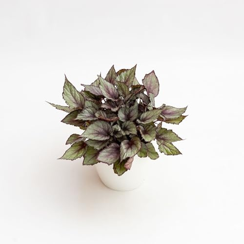 Vivai le Georgiche - Pianta vera di Begonia rex Maori Haze - vaso Ø 17 cm