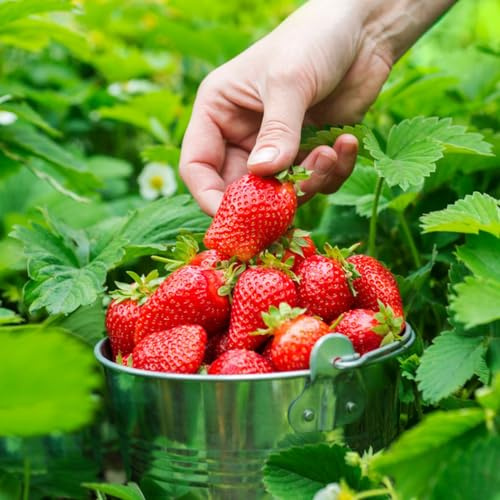 piantedi fragola set dipianteolivello spinoso,resistenti semi margherita bambù fortunato cachi,semi loto resistenti pauloniaPiantaaloe vera mirtillo 150Seme