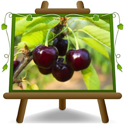 EURO PLANTS VIVAI Ciliegio Acido Visciola di Germania su Vaso ø 24/26 cm Pianta da Frutto Antico Autofertile - Altezza 160~180 cm - Età 4 Anni