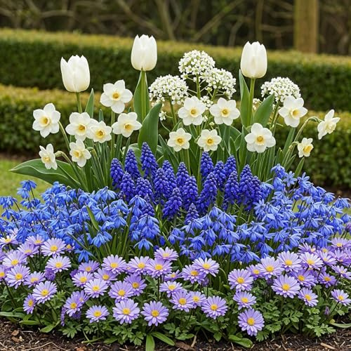 Blomsterlökar - Bulb Garden Blue mix - Diverse sorter - Blå - 125 stycken - 20-50cm - Ø5cm - Trädgårdsväxt - Flerdeal