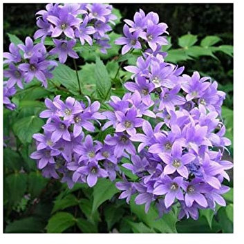 Potted Campanula Prichards Variety (Milky Bellflower) Violet-Blue Summer Flowering Hardy Garden Perennial Plant : - by GARTHWAITE NURSERIES® : - UK Stockist
