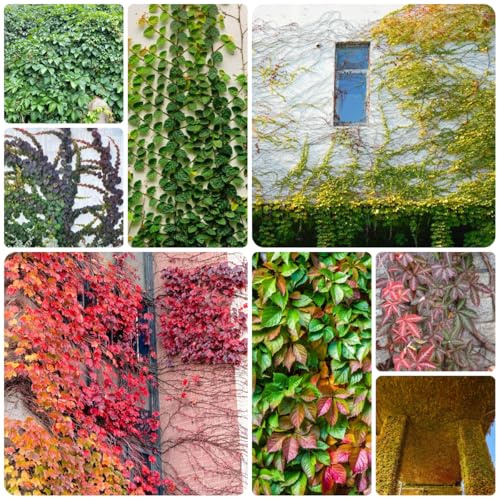 vite selvatica, vite vergine - prodotti sostenibili Parthenocissus tricuspidata ver appartamento ufficio sempreverdi rampicante sempreverde e resistente 200semi