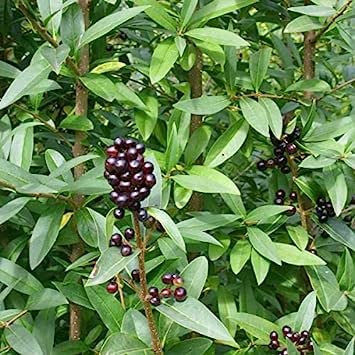 Liguster Ligustrum Vulgare 30 Baumsamen: Samen