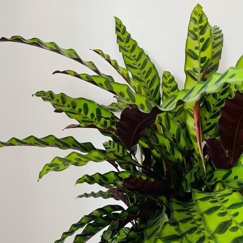 calathea pfeilwurz samen, zimmerbonsai bonsai maranta arundinacea bonsai samen, seltene pflanzen winterfeste pflanzen für garten topfpflanzen draußen winterhart immergrüne pflanzen 150pcs