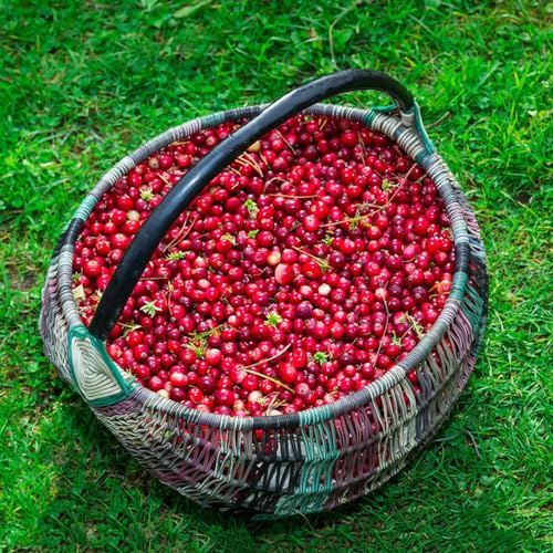 semillas de arándano orgánico - exóticas para jardín en bancal elevado, variedades 300pcs