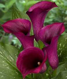 Supreme Purple Sensation Calla Lily Flowering Bulb, Plant, Start, Root