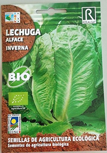 Semilla Lechuga Romana Inverna (ecológica) - Rocalba