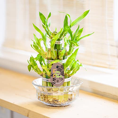 2 Lucky Bamboo Ribbon Plant 3 Tiers Tower Evergreen Indoor Bonsai in Glass Pot for feng Shui