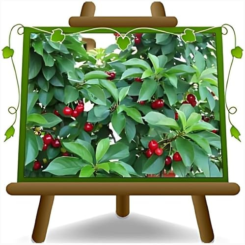 Albero da Frutto Ciliegio Lapins, Pianta in Vaso da 20 cm, Altezza 150-170 cm, Età 1 Anni, Radice Nuda