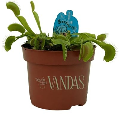VANDAS Dionaea Muscipula – Pianta Carnivora Venere Acchiappamosche | Vaso 12 cm | Pianta Mangia Insetti Ornamentale | Made in Italy
