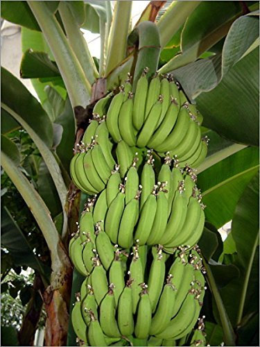 Semi e Aziende Agricole - Dwarf Cavendish Banana - 10 Semi