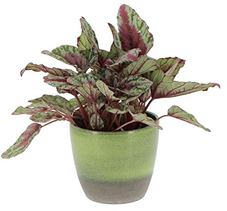 Kentis - Begonia Rex 'Maui Sunset' - Piante da Interni - Piante Vere - Altezza 25-30 cm e Vaso Ø 12 cm