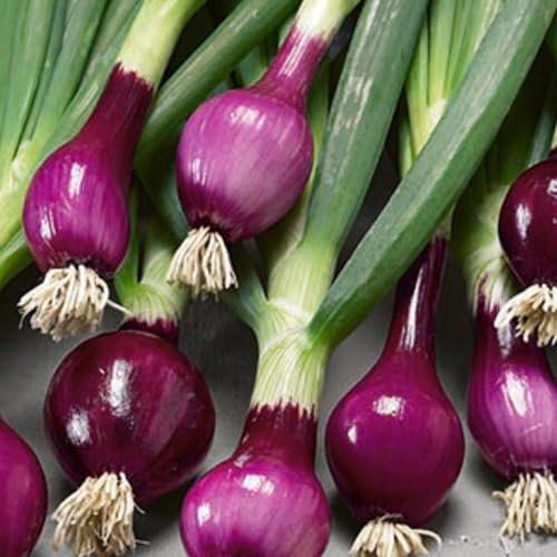 Purple Spring Onion Lilia Seeds, 250 Seeds for Planting in Gardens, Pots & Allotments – Suitable for Indoor & Outdoor Planting – Packed in The UK by Meldon Seeds