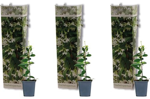 Bloomique - 3er-Set - Trachelospermum Jasminoides - Sternjasmin - Winterhart - Topf 9 cm - Höhe 15-20 cm