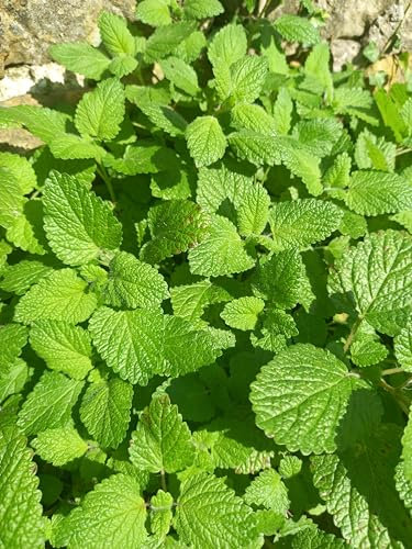Herb Lemon Balm 3 Plug Plants, Grow Your own Veg, Garden Ready