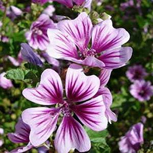 Seeds Malva Zebrina- 25 semi