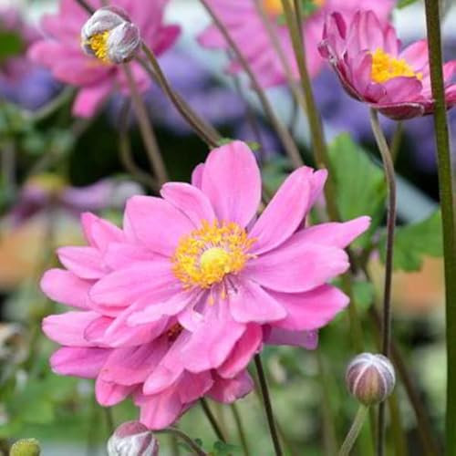 12 unità Ibrido di Anemone 'Pamina' - Anemone Giapponese Vaso 9x9cm ±1 m² - Fiori Rosa, Ideale per Aiuole e Giardini Fioriti