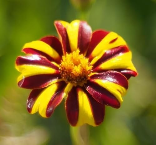 15 Graines Semences - Oeillet D'inde - Mr Majestic - 60