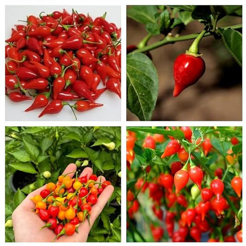 Semi di Peperoncino Ciupetinho Biquinho Brasiliano, Piccantezza Media, 30 Semi