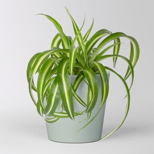 Grünlilie 'Bonnie' mit Keramiktopf Dallas gletscherblau, Topf-Ø 12 cm