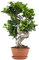 Ficus microcarpa 'Ginseng' en forma de S - Bonsais Naturales Interior - Plantas Naturales Interior - ⌀22 cm - 60-70 cm