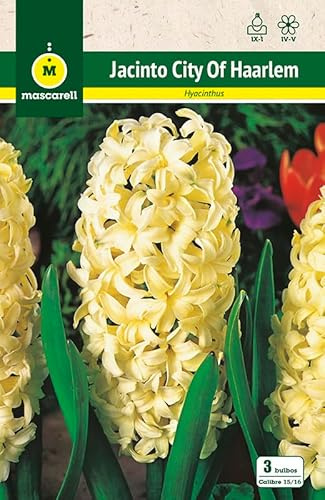 Mascarell Semillas, JACINTOS CITY OF HAARLEM, Semillas Bulbosas, Bulbos de Flores Otoño Fácil de Cultivar, Bolsa 3 Bulbos
