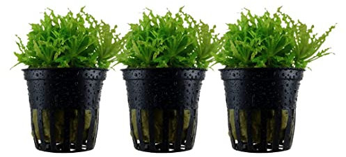AquaOne Aquarium Pflanze 3 Stück Pogostemon helferi I Wasserpflanze Aquariumpflanze Stängelpflanze voll durchwurzelt einfach pflegeleicht Aquascaping Dekoration