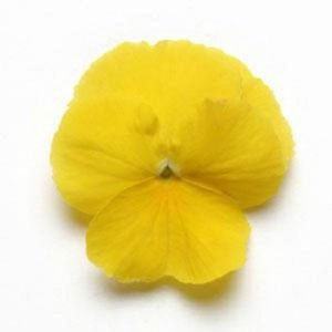 15 Semi di Viola del pensiero raffreddano Onda gialla Trailing Pansy (APPENDE PANSY)