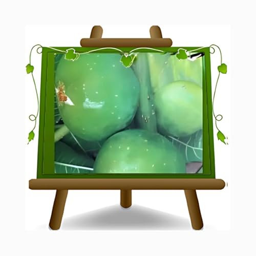 EURO PLANTS VIVAI Figuier Reale Réel plante fruitière ancienne en pot 20 cm Hauteur maximale 170 cm - Âge 2 ans