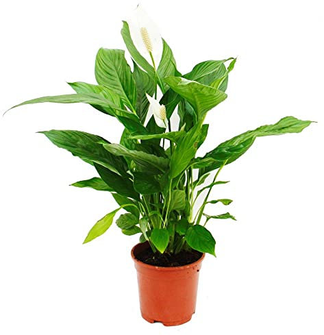 Espatifilo Natural La Mejor Opción Para Dar Vida a Tu Hogar