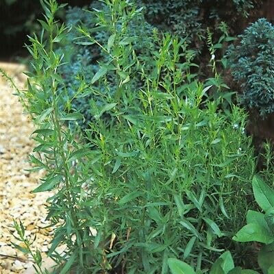 Buy4seeds 1200 Seeds Herb Seeds, Tarragon Easy to Grow