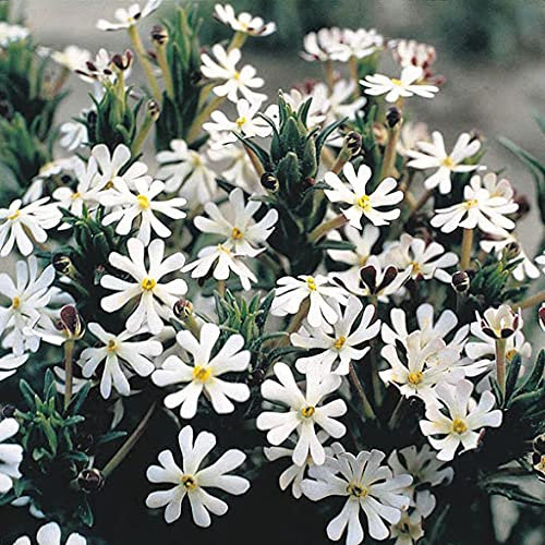 Midnight Candy Phlox Flower Seeds: Only Seeds