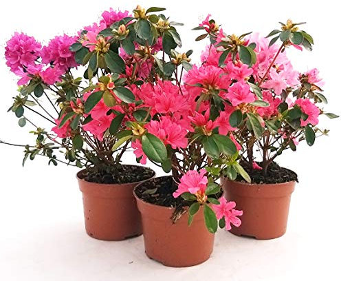POWERS TO FLOWERS - AZALEA DA ESTERNO SET, ROSA, ROSA INTENSO E SALMONE, vaso 13cm, piante vere