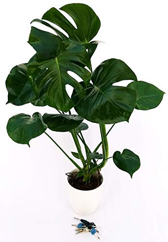 POWERS TO FLOWERS - PHILODENDRON, PHYLODENDRON PERTUSUM, MONSTERA DELICIOSA, VASO 17CM, pianta vera