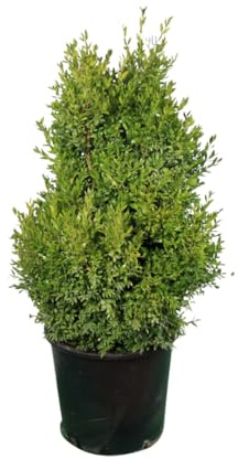 Vivaio Garden Forest, Buxus Bosso sempreverde - 50 piante di arbusto a crescita lenta per siepi e bordure, Ideale per topiaria (sfere e forme), Foglie piccole verde brillante aromatiche, Vaso 14cm