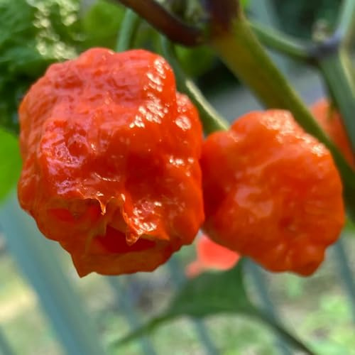 semillas de chile carolina reaper - jardín, trepadoras resistentes, variedades antiguas Camas elevadas para el jardín, 200pcs