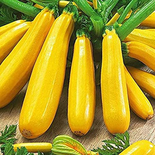 Saterkali Zucchini-Samen, 200 Stück gelbe Sommerkürbis-Zucchini-Samen nahrhafte Gemüsegartenpflanze Zucchini-Samen