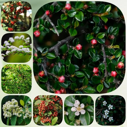 Semillas de cotoneaster para cubrir el suelo. variedades antiguas Cotoneaster dammeri, arbustos resistentes de hoja perenne cobertura del suelo regalos para jardineros 400pcs