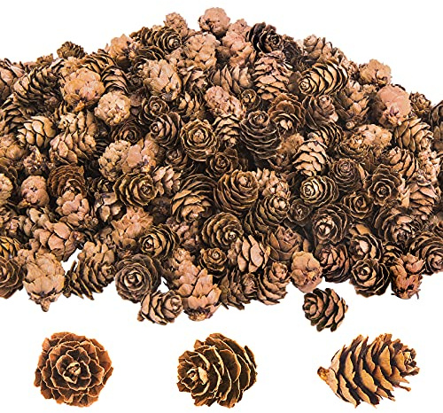 Deloky 800PCS Christmas Natural Mini Pine Cones-Thanksgiving Pinecones Ornaments-Fall Small Pinecones Vase Fillers for DIY Crafts, Fall, Christmas,Wedding Decor