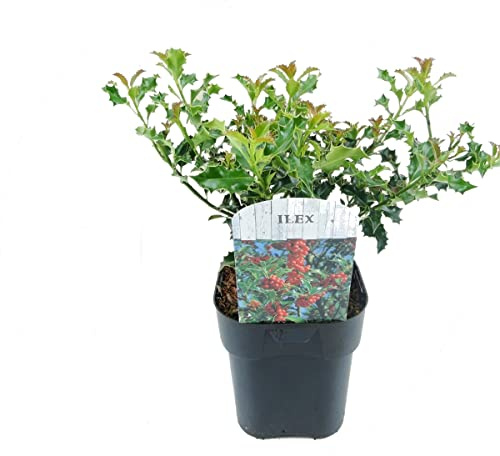 Decoración Natural Árbol Navideño Ilex Aquifolium o Acebo