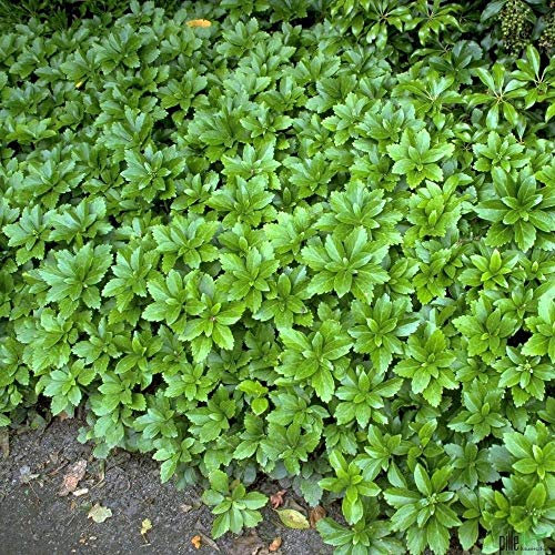 Pachysandra terminalis Dickmännchen Schattengrün Bodendecker winterhart im Topf 3-5 Triebe (10)