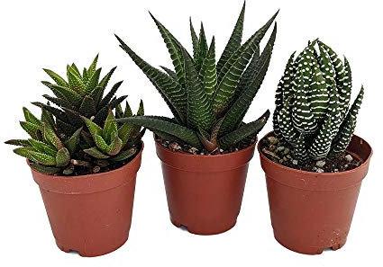 Pack de 3 Plantas Suculentas Variadas Pequeñas en Maceta de 5cm