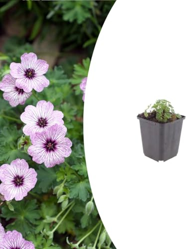 Geranium cin. 'Ballerina' | 12 stycken - 10-25cm - Ø9cm - Trädgårdsväxt