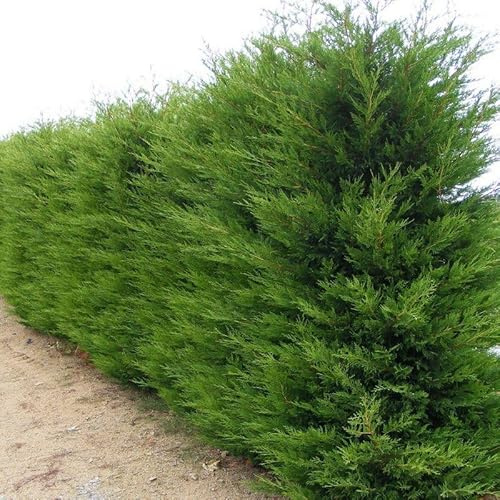 Vivaio Garden Forest 50 Piante di Cipresso Leylandii (Cupressocyparis leylandii) – H 150 cm, Vaso Ø18 cm – Ideale per Siepi Alte e Compatte, Crescita Rapida