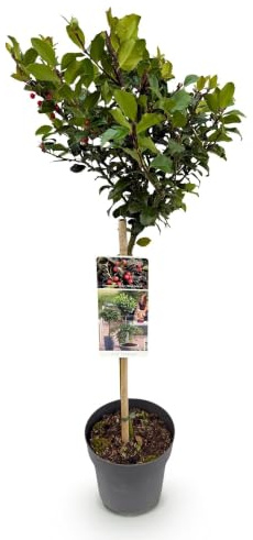 GreenboutiQ - Plante de Jardin - Ilex meserveae Blue Maid - Plante sur tige - Plante de Terrasse - Caduc - Peu d'Entretien - Pot 19cm Hauteur 90cm