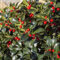 GreenboutiQ - Gartenpflanze - Ilex meserveae Blue Maid - Stamm-Pflanze - Terrassenpflanze - Laubabwerfend - Wenig Pflege - Topf 19cm Höhe 90cm