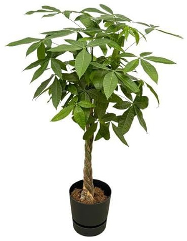Pachira Aquatica – Castano della fortuna – Pianta d'appartamento – 160 cm – Ø 30 cm + vaso Greenville nero