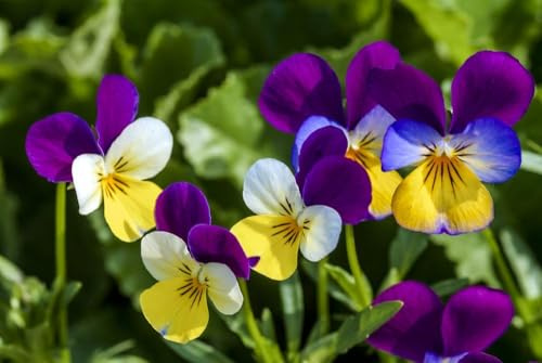 Wildes Stiefmütterchen, Viola tricolor- winterhart