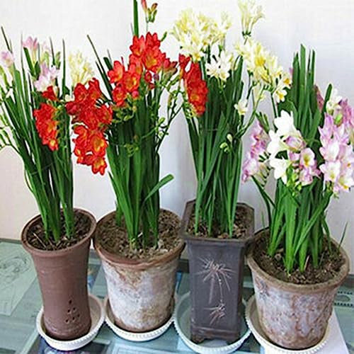 200 Unids Semillas de Fresia Perfume Flor Planta Perenne Hogar Jardín Bonsai Decoración Flor Árbol Frutal Semillas Vegetales Semillas de Fresia*